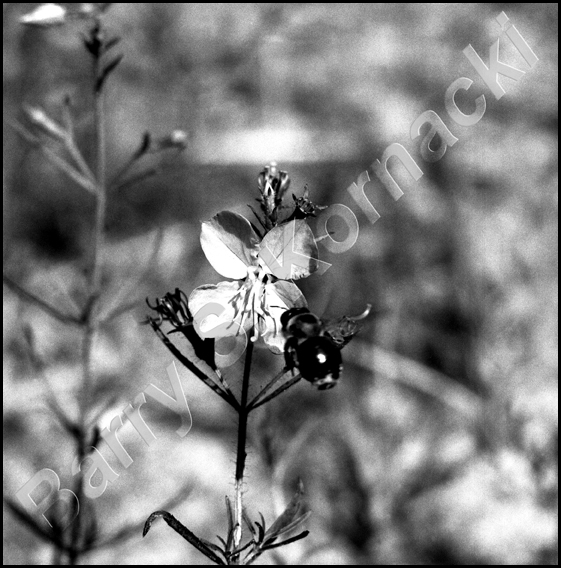Bumble Bee, black and white photograph